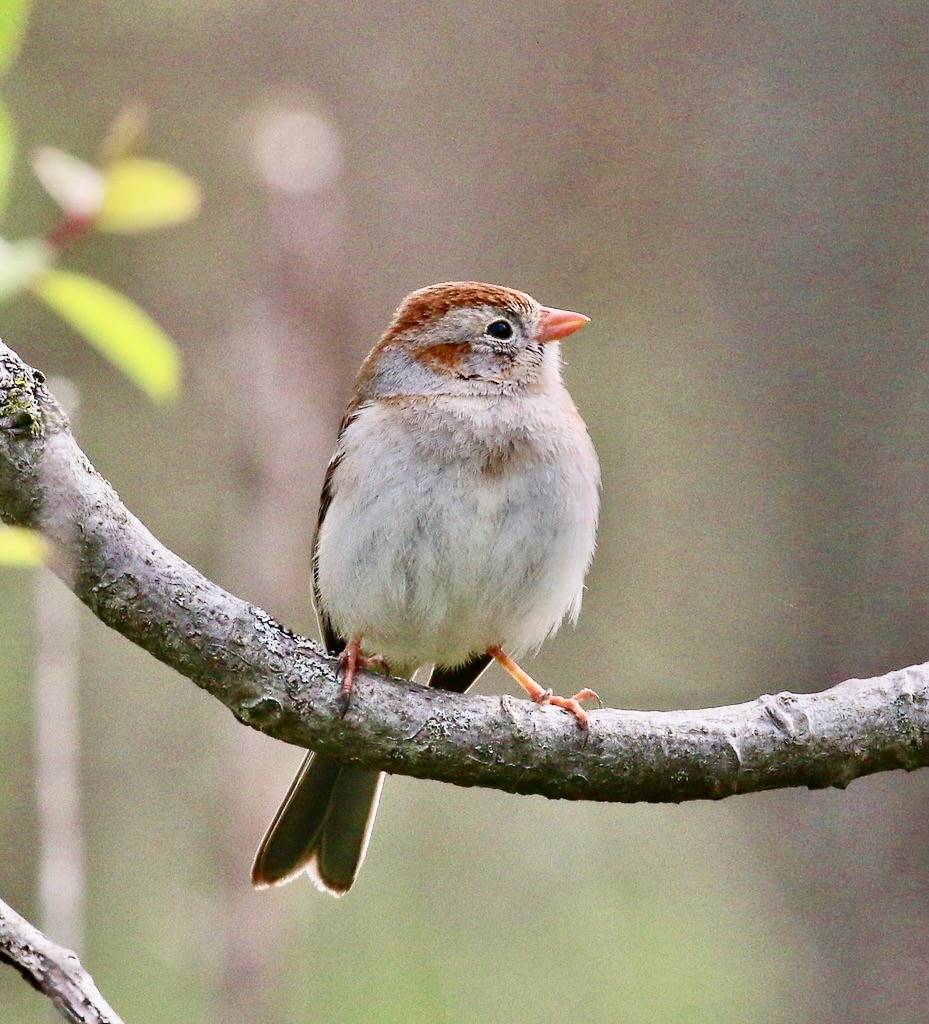 Field Sparrow by tombenson76 is licensed under CC BY-NC-ND 2.0